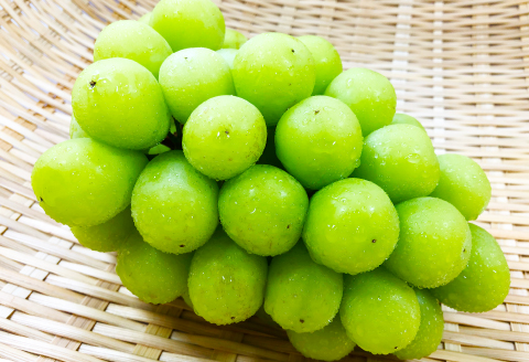 B-541 【先行予約】大粒 シャインマスカット　1房【ぶどう シャインマスカット 1房 しゃいんますかっと 種なし たねなし 皮ごと 大粒 先行予約 期間限定 季節限定】