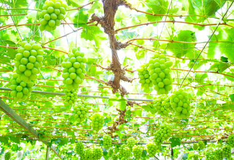 C-856 「神紅」＋「シャインマスカット」の詰め合わせ2房入り1.2kg以上【シャインマスカット 神紅 2種 詰合せ セット ぶどう マスカット 葡萄 ブドウ 先行予約 数量限定 季節限定 フルーツ 果物 ギフト 贈り物】