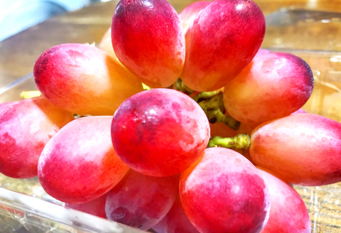 D-857 しんく！シンク！神紅！2房入り1.2kg以上【先行予約 神紅 2房 島根県オリジナル品種 高糖度 皮ごと 種なし ぶどう ブドウ 葡萄 果物 くだもの フルーツ 数量限定 季節限定 ギフト 贈り物 贈答】