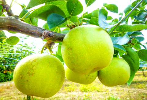 A-938 【先行予約】赤梨と瑞秋梨のセット　5㎏【梨 先行予約 赤梨 瑞秋梨 詰め合わせ セット 5㎏ 幸水梨 豊水梨 新興梨 新高梨 お楽しみ おまかせ 8月中旬～9月中旬発送 なし ナシ ギフト 贈り物 季節限定 期間限定】