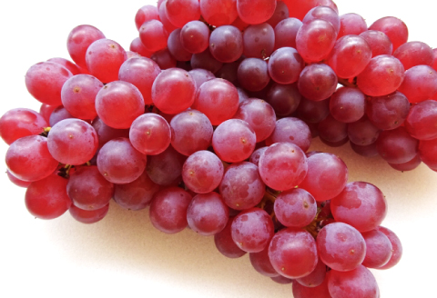 A-408 椋さんのこだわり デラウェア 1kg【デラウェア 先行予約 デラウエア 先行 果物 くだもの フルーツ ブドウ ぶどう 葡萄 期間限定 季節限定 早期予約 糖度18度以上 種なし】