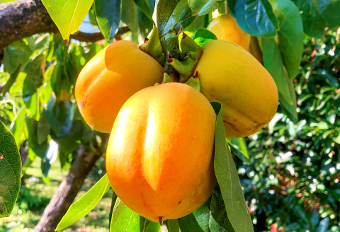 A-321 ぶち甘い西条柿 5kg