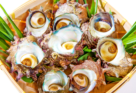 A-1041 日本海の新鮮さざえ　1kg【サザエ 魚介類 魚貝類 貝類 さざえ 新鮮 日本海 山陰沖 佃煮 つぼ焼き おつまみ 冷蔵】