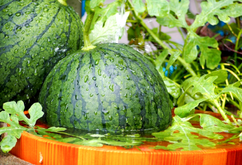 A-1273 【先行予約】益田産 西瓜 1玉【すいか 先行予約 季節限定 期間限定 早期予約 スイカ 果物 くだもの フルーツ】