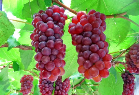 A-774 【先行予約】朝採れ種なしぶどう デラウェア 1kg【ぶどう デラウエア 葡萄 ブドウ デラウェア 種なし 果物 くだもの フルーツ 先行予約 季節限定 期間限定 早期予約 たねなし】