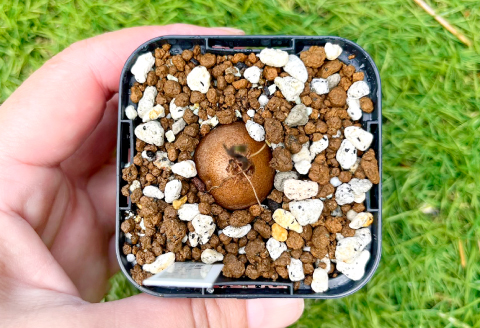 A-962 実生コーデックス(塊根植物)ディオスコレアエレファンティペス1鉢