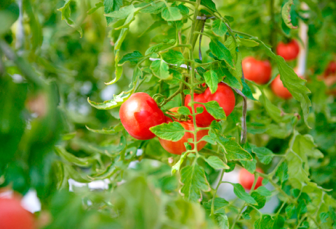 A-990[夏作]朝採れトマト4㎏(20玉前後)【先行予約 夏作 朝採れ トマト 4kg 20玉前後 野菜 桃太郎トマト 早期予約 季節限定 期間限定 旬】