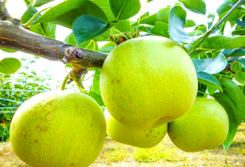 B-1170 赤梨とぶどうのセット