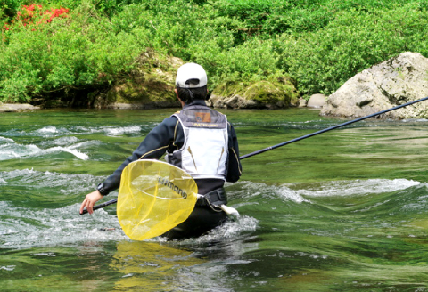 B-203 水質日本一常連の清流　高津川　天然あゆ　650g【天然鮎 650g 魚貝類 魚貝類 魚 川魚 アユ 急速冷凍 高鮮度 冷凍】