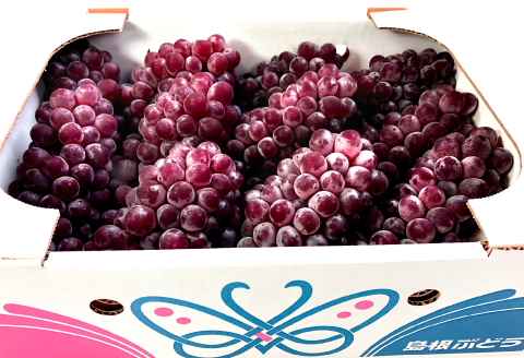 B-545 【先行予約】今が旬！デラウエア 2kg【ぶどう デラウェア 先行予約 期間限定 季節限定 早期予約 果物 くだもの フルーツ 葡萄 ブドウ】