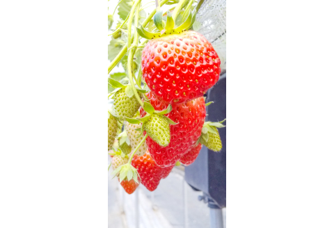 D-1168 益田の美味しいフルーツ定期便（5回）