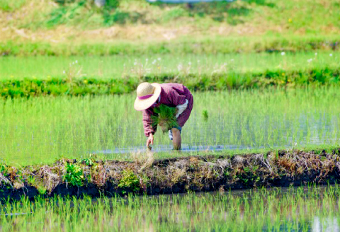 きぬむすめ 30kg【先行予約 米 白米 ごはん お米 30キロ 2025年産 令和7年産】