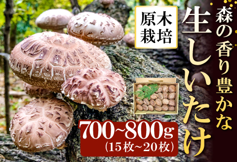 A-534 森の香り豊かな『美都の原木栽培生しいたけ』（700～800g）【先行予約 野菜 きのこ キノコ 椎茸 しいたけ シイタケ 生しいたけ 700～800g 15～20枚 原木栽培 期間限定 季節限定 早期予約 冷蔵】