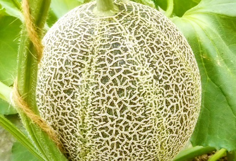 C-528 【先行予約】特選アムスメロン 5kg（4～5玉）糖度16度以上【特選 アムスメロン 5kg 4～5玉 糖度 16度以上 高糖度 季節限定 期間限定 果物 フルーツ お土産 プレゼント 贈り物 贈答 ギフト ご褒美 贅沢 メロン】