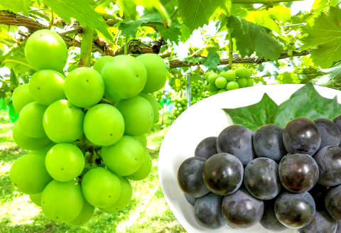 B-285 おいしいシャインマスカットと種なしピオーネ