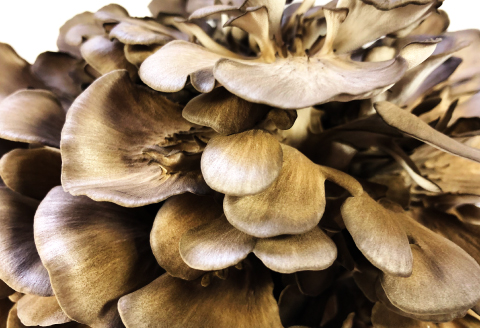 A-532 季の香 まいたけ（800g以上）【野菜 きのこ キノコ 舞茸 まいたけ マイタケ 800g以上 2株 低カロリー 健康 美容 冷蔵】