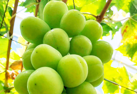 C-698 【先行予約】待ちきれない シャインマスカット （大粒）1房【ぶどう シャインマスカット しゃいんますかっと マスカット 1房 種無し たねなし 皮ごと 大粒 期間限定 季節限定】