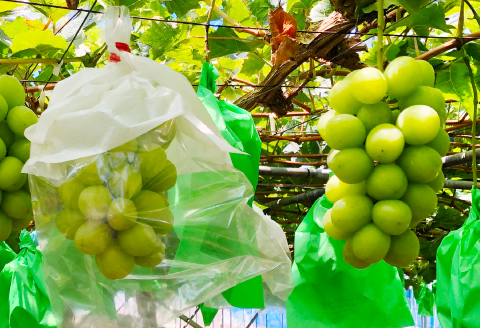 B-541 【先行予約】大粒 シャインマスカット　1房【ぶどう シャインマスカット 1房 しゃいんますかっと 種なし たねなし 皮ごと 大粒 先行予約 期間限定 季節限定】