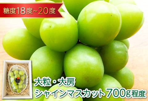B-629 大粒大房 シャインマスカット 1房（700g程度）【シャインマスカット 大粒 ぶどう 2026 先行予約 ブドウ 葡萄 しゃいんますかっと マスカット 果物 くだもの フルーツ 大房 期間限定 季節限定 早期予約】