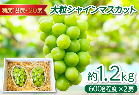 B-631 椋ぶどう園の大粒種なし シャインマスカット （600g程度×2房）【シャインマスカット 大粒 2026予約 先行予約 果物 くだもの フルーツ ブドウ ぶどう 葡萄 しゃいんますかっと マスカット 種なし 期間限定 季節限定 早期予約】