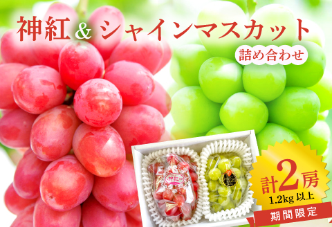 C-856 「神紅」＋「シャインマスカット」の詰め合わせ2房入り1.2kg以上【シャインマスカット 神紅 2種 詰合せ セット ぶどう マスカット 葡萄 ブドウ 先行予約 数量限定 季節限定 フルーツ 果物 ギフト 贈り物】