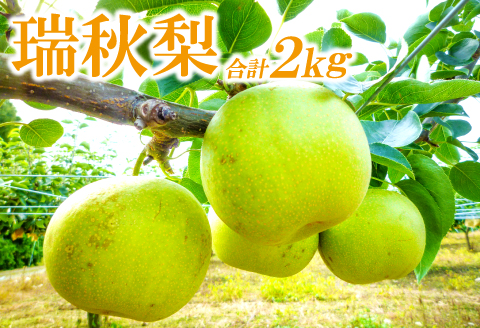 A-937 【先行予約】瑞秋梨　2㎏【梨 先行予約 瑞秋梨 2㎏ 6玉位 果物 くだもの フルーツ なし 旬 8月下旬～9月下旬発送 期間限定 季節限定 ギフト 贈り物】