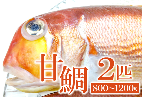B-952 甘鯛(2匹)　800ｇ～1.2㎏