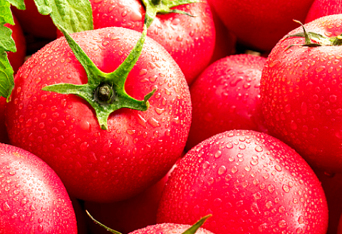 A-990[夏作]朝採れトマト4㎏(20玉前後)【先行予約 夏作 朝採れ トマト 4kg 20玉前後 野菜 桃太郎トマト 早期予約 季節限定 期間限定 旬】