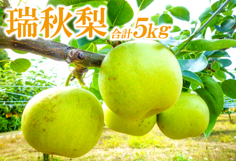 A-936 【先行予約】瑞秋梨　5㎏【梨 瑞秋 先行予約 瑞秋梨 5kg 12玉～16玉位 もぎたて 青梨 なし 果物 くだもの フルーツ 期間限定 季節限定 ギフト 贈り物】