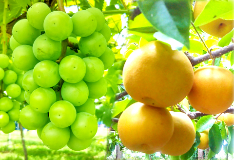 D-948 【先行予約】益田のおいしい果物 定期便(3回コース)【先行予約 シャインマスカット 2kg 赤梨 5kg アールスメロン 3～5玉 定期便 3回 お楽しみ マスカット 大粒 種なし 皮ごと梨 豊水梨 新興梨 新高梨 メロン 高級 高糖度 ギフト 贈答 贈り物 お歳暮 果物 くだもの フルーツ】