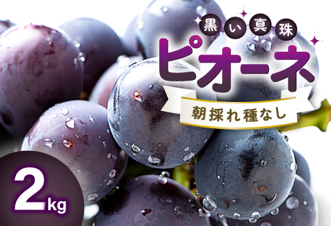B-1000 朝採れ種なしぶどう ピオーネ 2kg【先行予約 ぶどう ピオーネ ぴおーね 2キロ 種無し たねなし 朝採れ 冷蔵 期間限定 季節限定 8月～10月上旬発送】