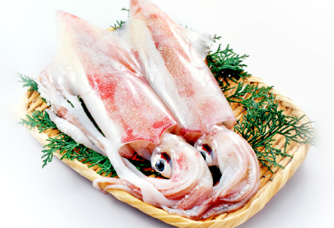 A-1043 日本海の新鮮いか　500g【魚貝類 魚介類 イカ あおりいか やりいか 真いか 白いか 甲いか 旬なもの 新鮮 冷蔵】