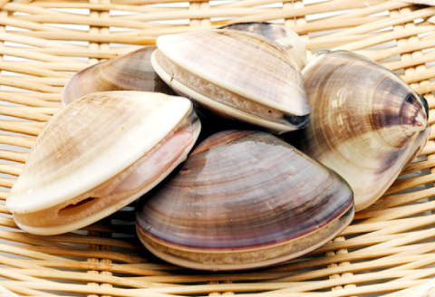 B-1046 びっくり大きい日本海の新鮮はまぐり (1kg)【先行予約 魚貝類 魚介類 日本海 ハマグリ 蛤 はまぐり 冷蔵 期間限定 季節限定 早期予約】