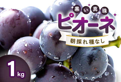 A-770 朝採れ種なしぶどう ピオーネ 1kg【先行予約 ぶどう ピオーネ 種なし 早期予約 葡萄 ブドウ ぴおーね 1.0kg 1キロ 種無し たねなし 朝採れ 冷蔵 期間限定 季節限定 8月～10月上旬発送】
