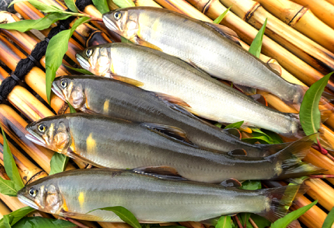 A-496 水質日本一常連の清流　高津川　天然あゆ　500g【天然鮎 500g 魚貝類 魚貝類 魚 川魚 アユ 急速冷凍 高鮮度 冷凍】