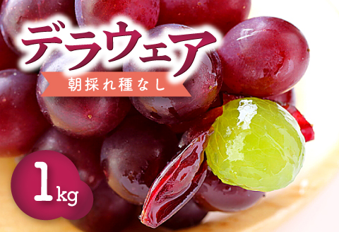 A-774 【先行予約】朝採れ種なしぶどう デラウェア 1kg【ぶどう デラウエア 葡萄 ブドウ デラウェア 種なし 果物 くだもの フルーツ 先行予約 季節限定 期間限定 早期予約 たねなし】