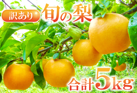 A-681 訳あり梨 5kg（規格外・家庭用）【先行予約 数量限定 期間限定 季節限定 幸水 豊水 新高 新興 瑞秋 訳あり 梨 5kg 果物 フルーツ 梨 なし わけあり 家庭用 不揃い 規格外】