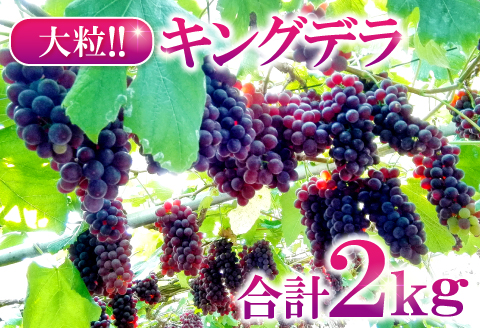 B-284 大きいデラウェア　キングデラ　2kg