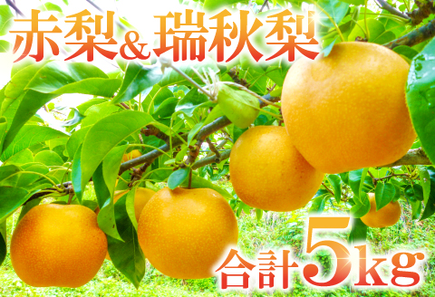 A-938 【先行予約】赤梨と瑞秋梨のセット　5㎏【梨 先行予約 赤梨 瑞秋梨 詰め合わせ セット 5㎏ 幸水梨 豊水梨 新興梨 新高梨 お楽しみ おまかせ 8月中旬～9月中旬発送 なし ナシ ギフト 贈り物 季節限定 期間限定】