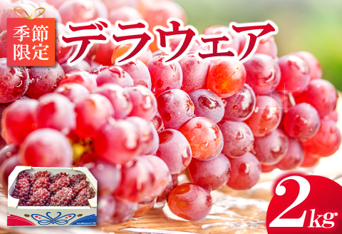 C-544 【先行予約】待ちきれないデラウエア 2kg【デラウェア 島根 先行予約 期間限定 季節限定 早期予約 果物 くだもの フルーツ 葡萄 ブドウ ぶどう】