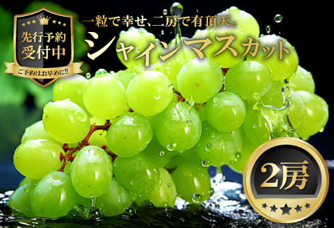 B-542 【先行予約】 シャインマスカット　2房【ぶどう シャインマスカット 種なし 先行予約 しゃいんますかっと 2房 たねなし 皮ごと 大粒 期間限定 季節限定】
