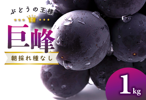 A-1159 【先行予約】朝採れ種なしぶどう 巨峰 1kg【巨峰 種なし 先行予約 ぶどう きょほう ブドウ 1.0kg たねなし 朝採れ 冷蔵 果物 くだもの フルーツ 期間限定 季節限定 早期予約 8月発送】