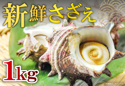 A-1041 日本海の新鮮さざえ　1kg【サザエ 魚介類 魚貝類 貝類 さざえ 新鮮 日本海 山陰沖 佃煮 つぼ焼き おつまみ 冷蔵】