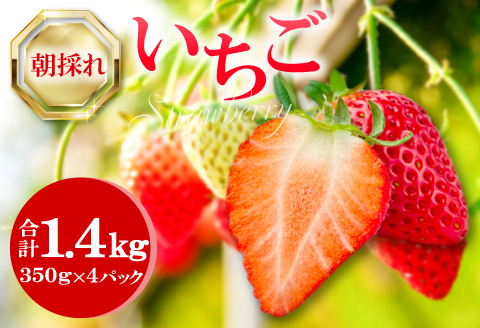 A-1064 朝採れ　いちご 1.4kg（350g×4パック）【先行予約 いちご 果物 フルーツ 苺 イチゴ 1.4kg 350g 4パック 朝採れ 新鮮 ジューシー 冷蔵 期間限定 季節限定 早期予約】