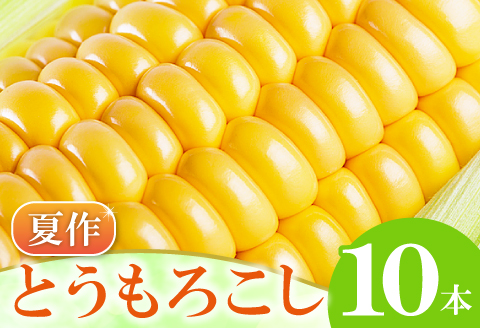 A-1160 ［夏作］朝採れとうもろこし　10本【先行予約 朝採れ とうもろこし 10本 早期予約 期間限定 季節限定 お土産 野菜 やさい 夏野菜 夏 トウモロコシ】