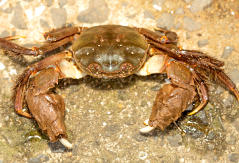 A-1176 水質日本一常連の清流 高津川　天然川がに 500g