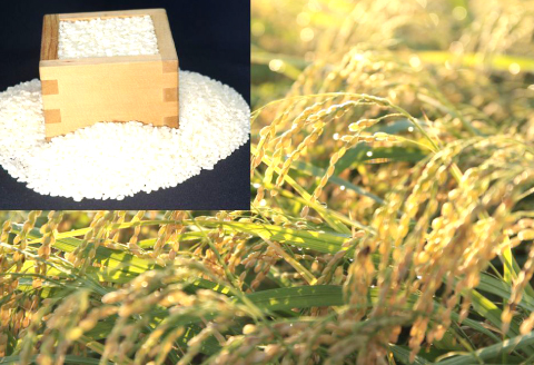 きぬむすめ 10kg【先行予約 米 白米 ごはん お米 10キロ 2025年産 令和7年産】