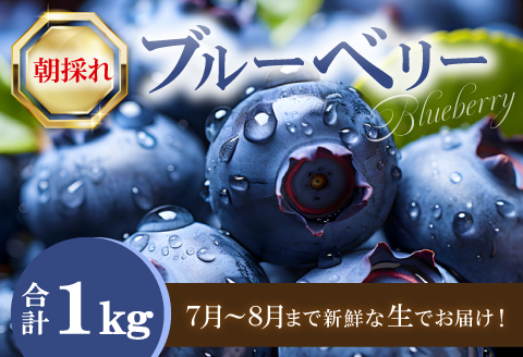 A-1220 朝採れブルーベリー【ブルーベリー ぶるーべりー 1kg 朝採れ 生食 冷蔵 果物 くだもの フルーツ 産地直送 期間限定 季節限定 早期予約】
