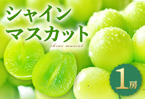 A-1274 皮ごと食べられる種なしぶどう シャインマスカット 1房【先行予約 ぶどう シャインマスカット 1房 葡萄 ブドウ しゃいんますかっと マスカット 種なし たねなし 冷蔵 期間限定 季節限定 くだもの 果物 フルーツ】