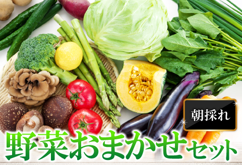 A-198 朝採れ地元 野菜おまかせセット【野菜 やさい おまかせ セット 旬の野菜 四季の旬 春野菜 夏野菜 秋野菜 冬野菜】